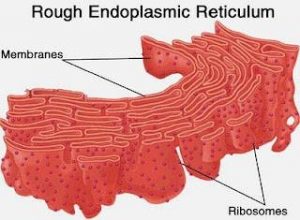 Endoplasmic Reticulum (ER) : Basic structure and Functions