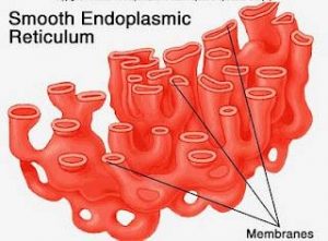 endoplasmic reticulum er basic structure and functions endoplasmic reticulum structure