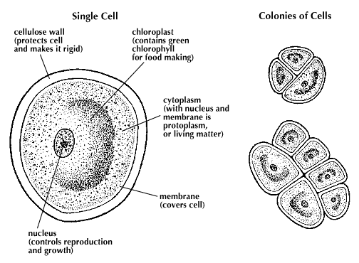 algal-cell-walls