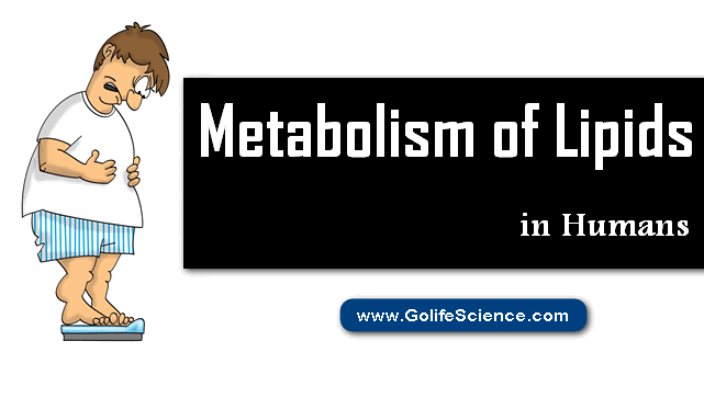 Metabolism of Lipids in Humans