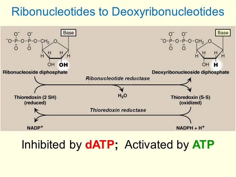 What is the basic bioSynthesis of Deoxyribonucleotides? Synthesis of Deoxyribonucleotide
