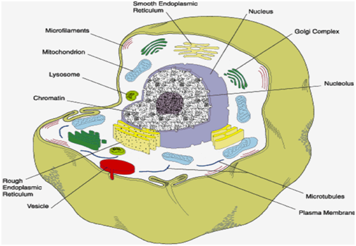 Eukaryotic cell structure 