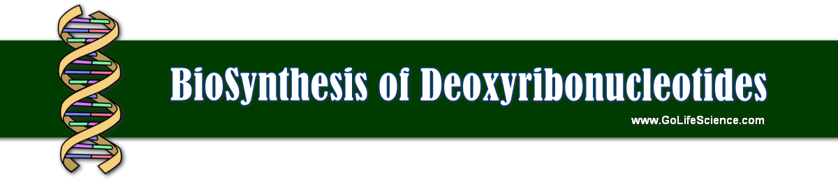 What is the basic bioSynthesis of Deoxyribonucleotides? bioSynthesis of Deoxyribonucleotides