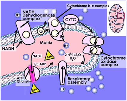 Carbohydrate Metabolism - Basic Overview Carbohydrate Metabolism Basic Overview