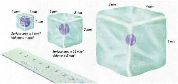 cell size and its dimensions