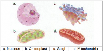 The Cell - Structure and Functions (Synopsis Points)