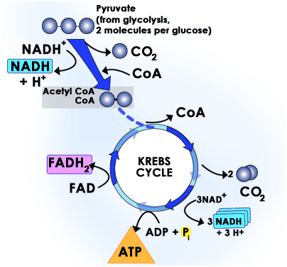 Carbohydrate Metabolism - Basic Overview Carbohydrate Metabolism Basic Overview