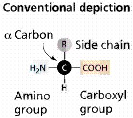 Proteins : Basic and Structural organization Proteins : Basic and Structural organization
