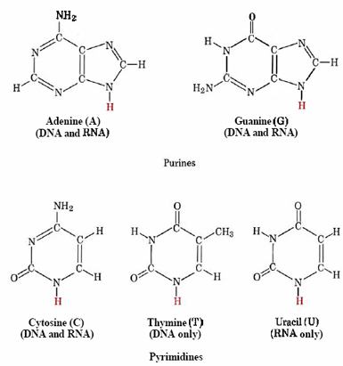 Building Block Molecules Of Nucleic Acids Building Block Molecules Of Nucleic Acids