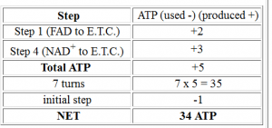 ATP caliculation in Metabolism of lipids 