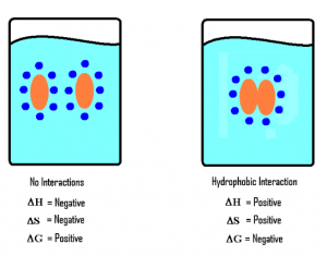 Hydrophobic interaction in protein - Basics and Structure Hydrophobic interaction in protein - Basics and Structure