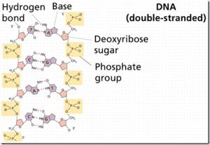 Nucleic Acids : Basics and Types