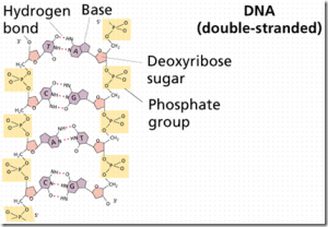 Nucleic Acids : Basics and Types Nucleic Acids : Basics and Types