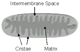 Mitochondria outer line structure