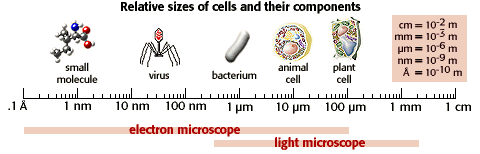 Relative sizes of cells and their components