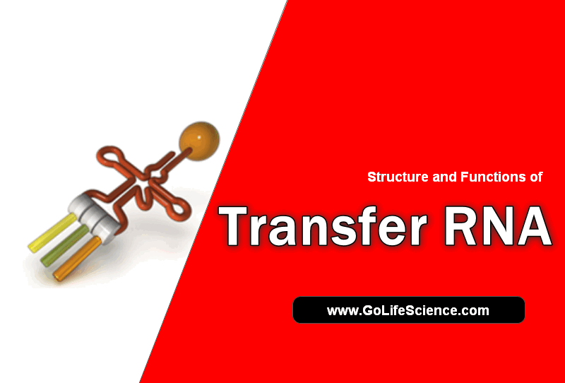 structure and function of transfer RNA