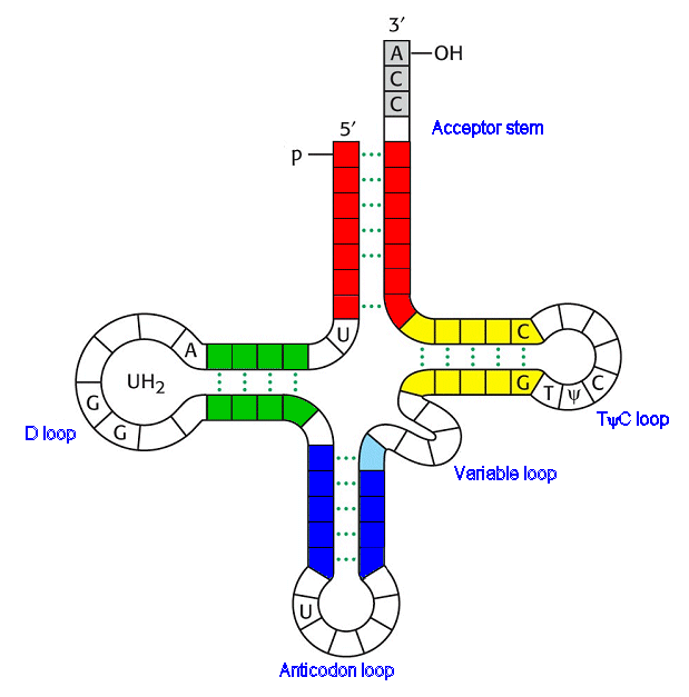 transfer RNA structure