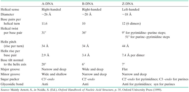 Deoxyribonucleic acid its Types : A-DNA, B-DNA and Z-DNA Deoxyribonucleic acid its Types : A-DNA, B-DNA and Z-DNA