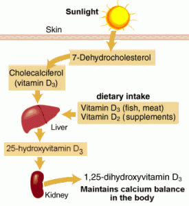 VITAMINS: What are Vitamins and its sources (Basic Guide) Vitamin D metabolism