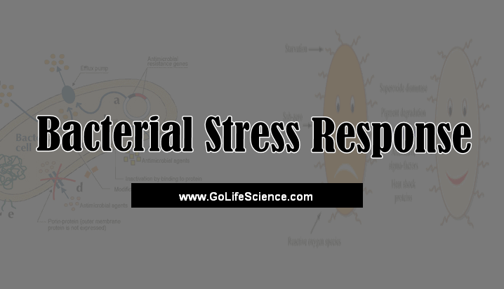 What is Bacterial Stress Response?
