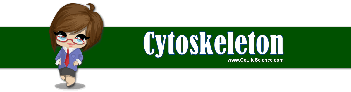 What is the definition and Function of Cytoskeleton? Cytoskeleton structure
