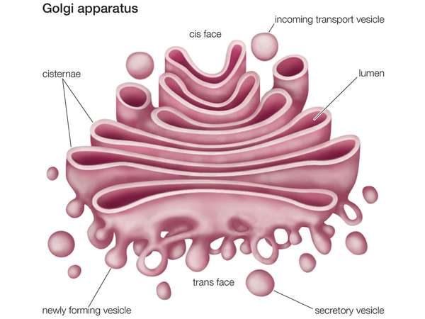 Golgi apparatus structure