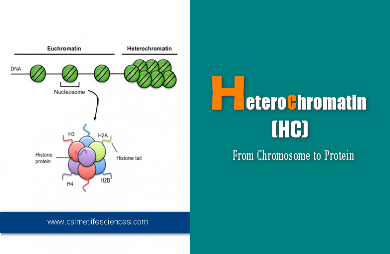 Heterochromatin: From Chromosome to Protein