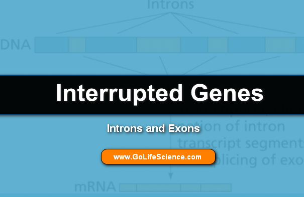 Interrupted Genes