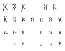 What are the Chromatin Structure and Function What are the Chromatin Structure and Function