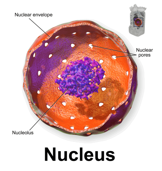 Nucleus structure
