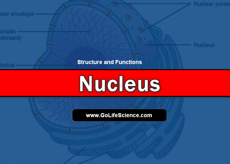 What is the Nucleus? Structure and Functions of the Nucleus
