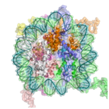 What are the Chromatin Structure and Function What are the Chromatin Structure and Function
