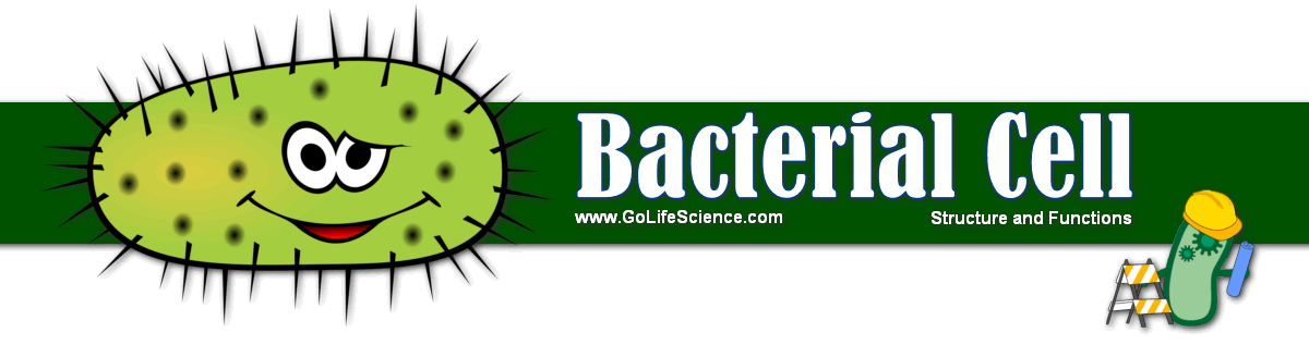 Bacterial Cell: Structure and its Composition bacteria cell structure