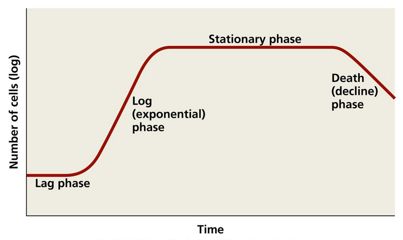 What are the Basic Conditions and Types of Bacterial Growth? bacterial growth curve