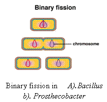What are the Basic Conditions and Types of Bacterial Growth? binary fission