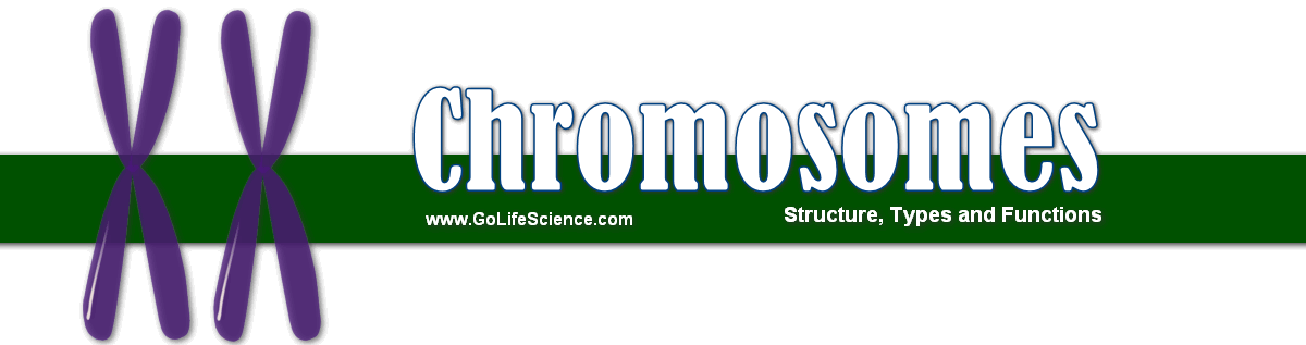 chromosomes structure