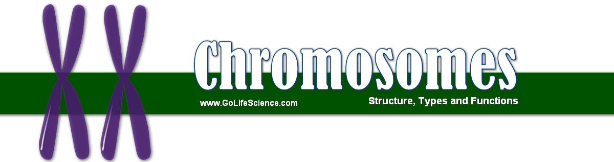 What are the structure of Chromosomes, Types and its Functions? chromosomes structure