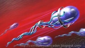 Bacterial Cell: Structure and its Composition hydrodynamics of flagella