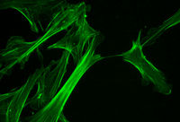 What is the definition and Function of Cytoskeleton? microfilaments