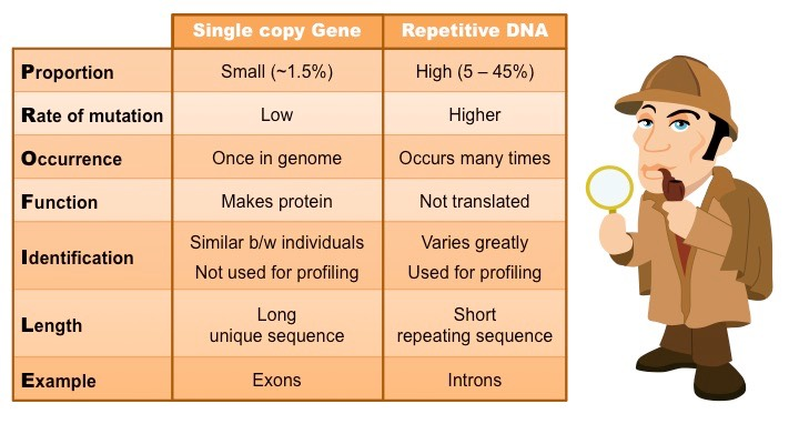difference between single copy dna and repetitive DNA