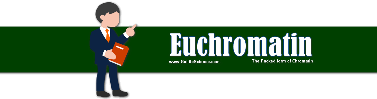 Euchromatin: The Packed form of Chromatin euchromatin structure and functions