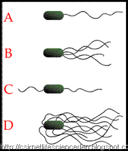 Bacterial Cell: Structure and its Composition flagella of bacteria