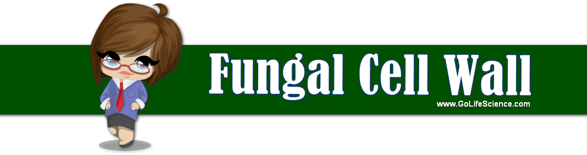 What is the composition of Fungal cell walls? (Basic Guide) fungal cell walls