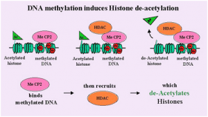 DNA methylation induces Histone deacetylation