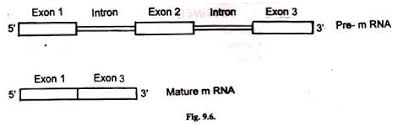 interrupted genes introns and exons