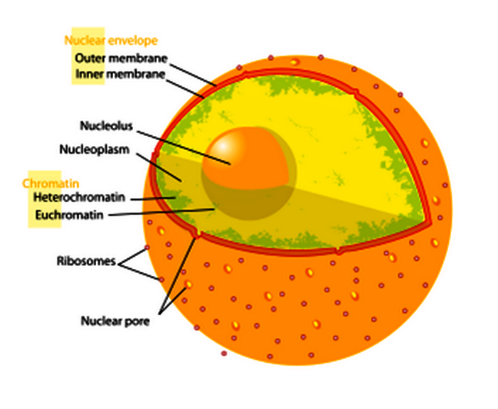 Euchromatin: The Packed form of Chromatin location of euchromatin