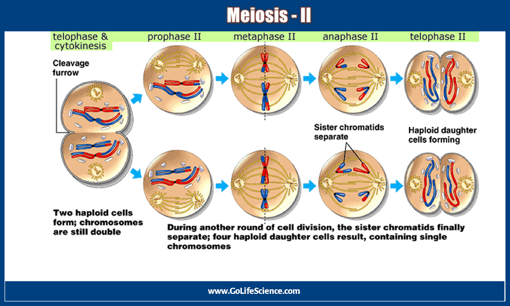 meiosis II