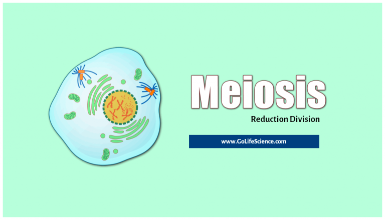 Meiosis: The Process of Germ Cell division