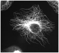 What is the definition and Function of Cytoskeleton? microtubules