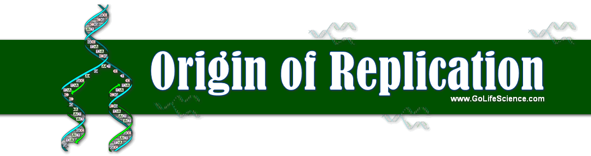 What are the Origin of replication in Prokaryotes and Eukaryotes origin of replication